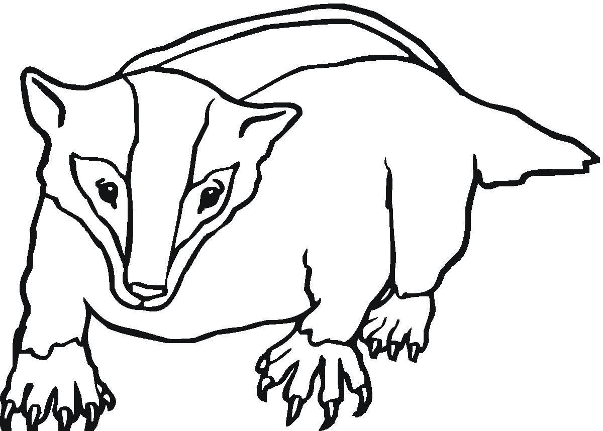 SurfBadger